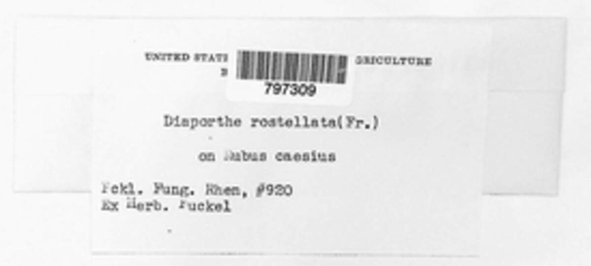 Gnomonia rostellata image